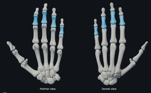 <p>Allow flexion and extension of fingers</p>