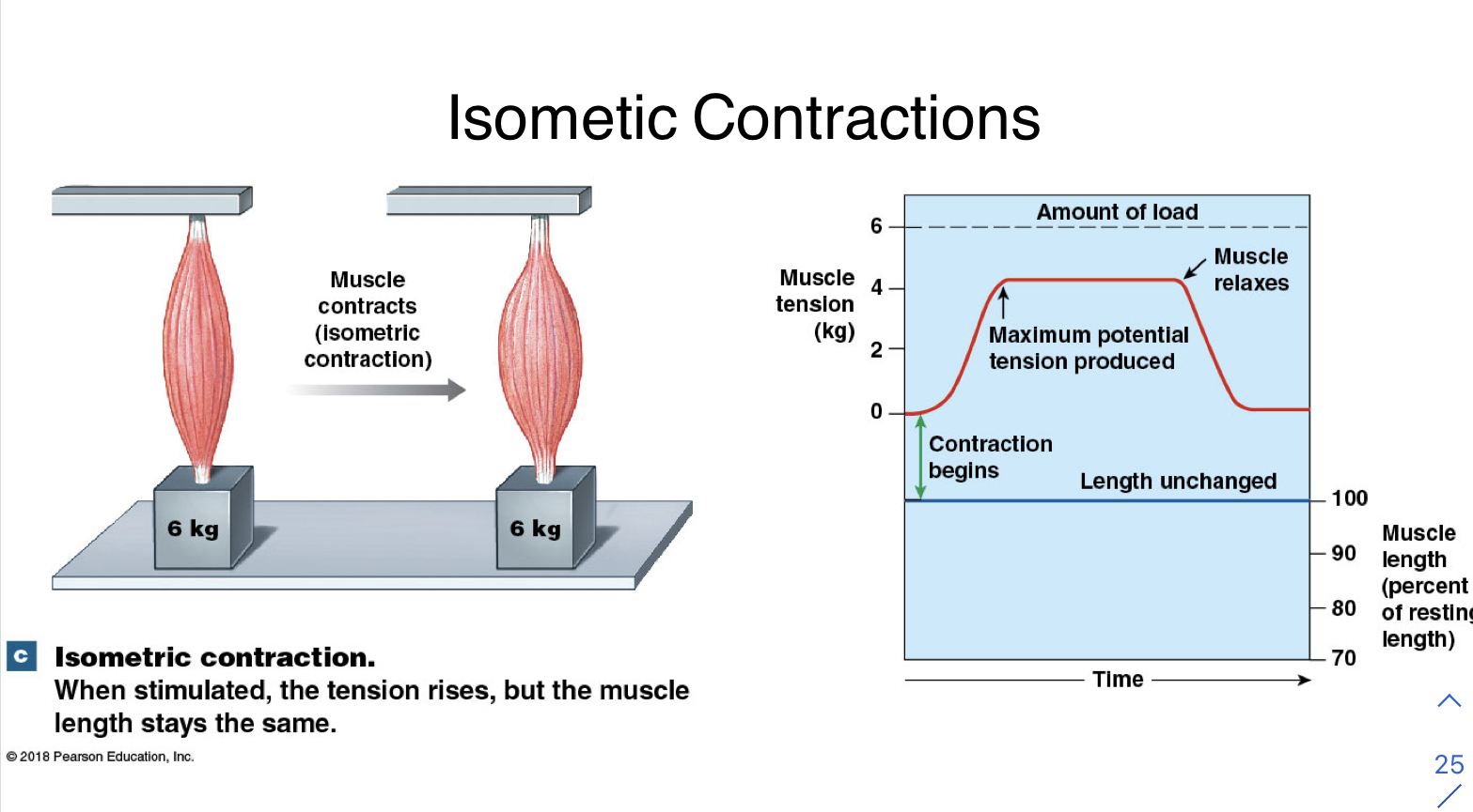 Muscle doesn’t shorten but individual muscle fibers shorten 
