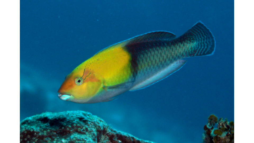 <p>dark body &amp; yellow head</p>