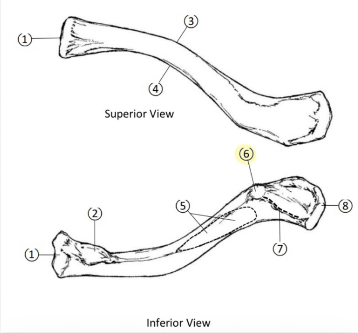 <p>On the Acromial end of the Clavicle, what part is highlighted(6)?</p>