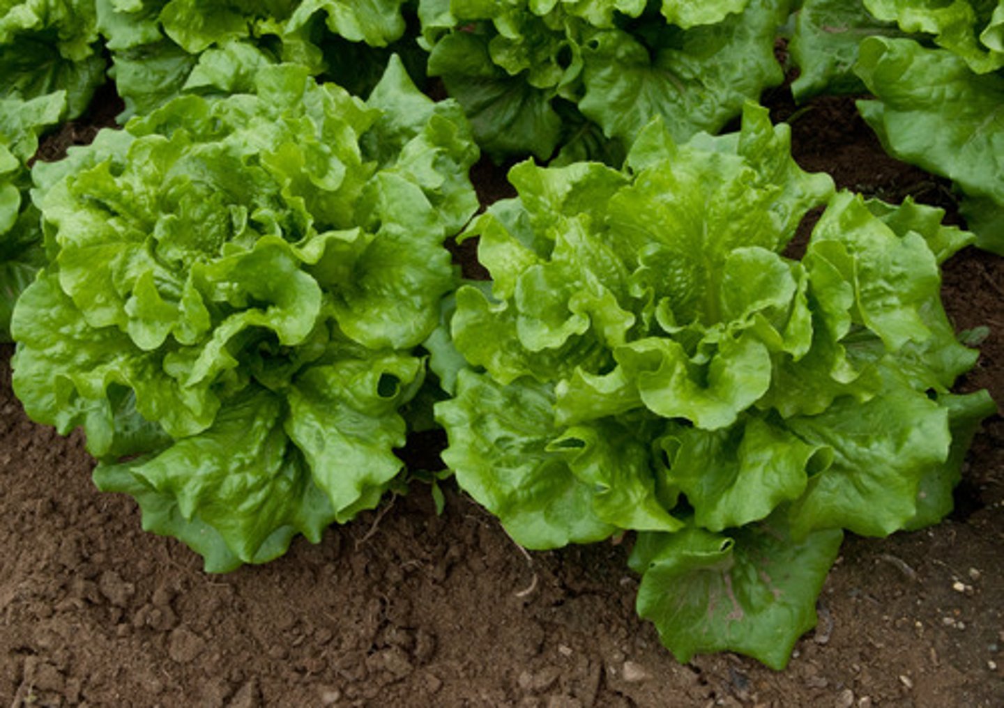 <p>lettuce</p>