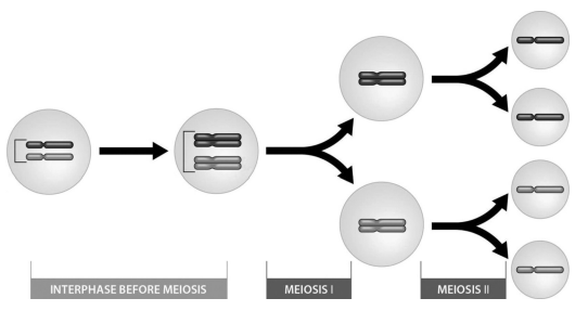 <p>the above figure shows that:</p>
