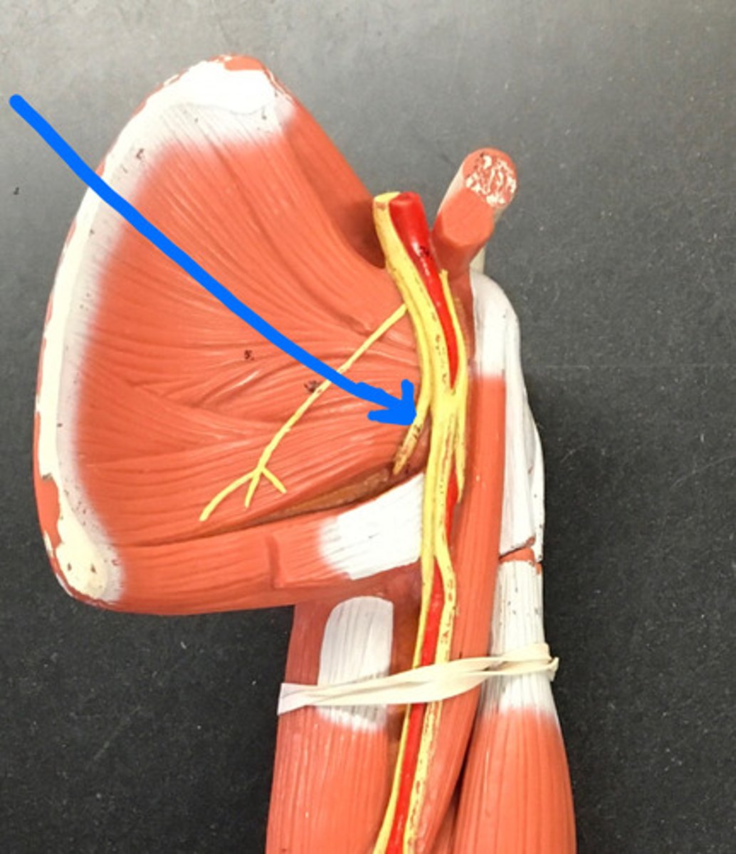 <p>dives deep near teres major</p>