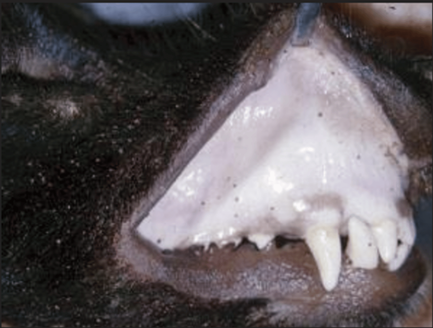 <p>if the animal has very pale mucous membranes, we can assume it has this problem:</p>