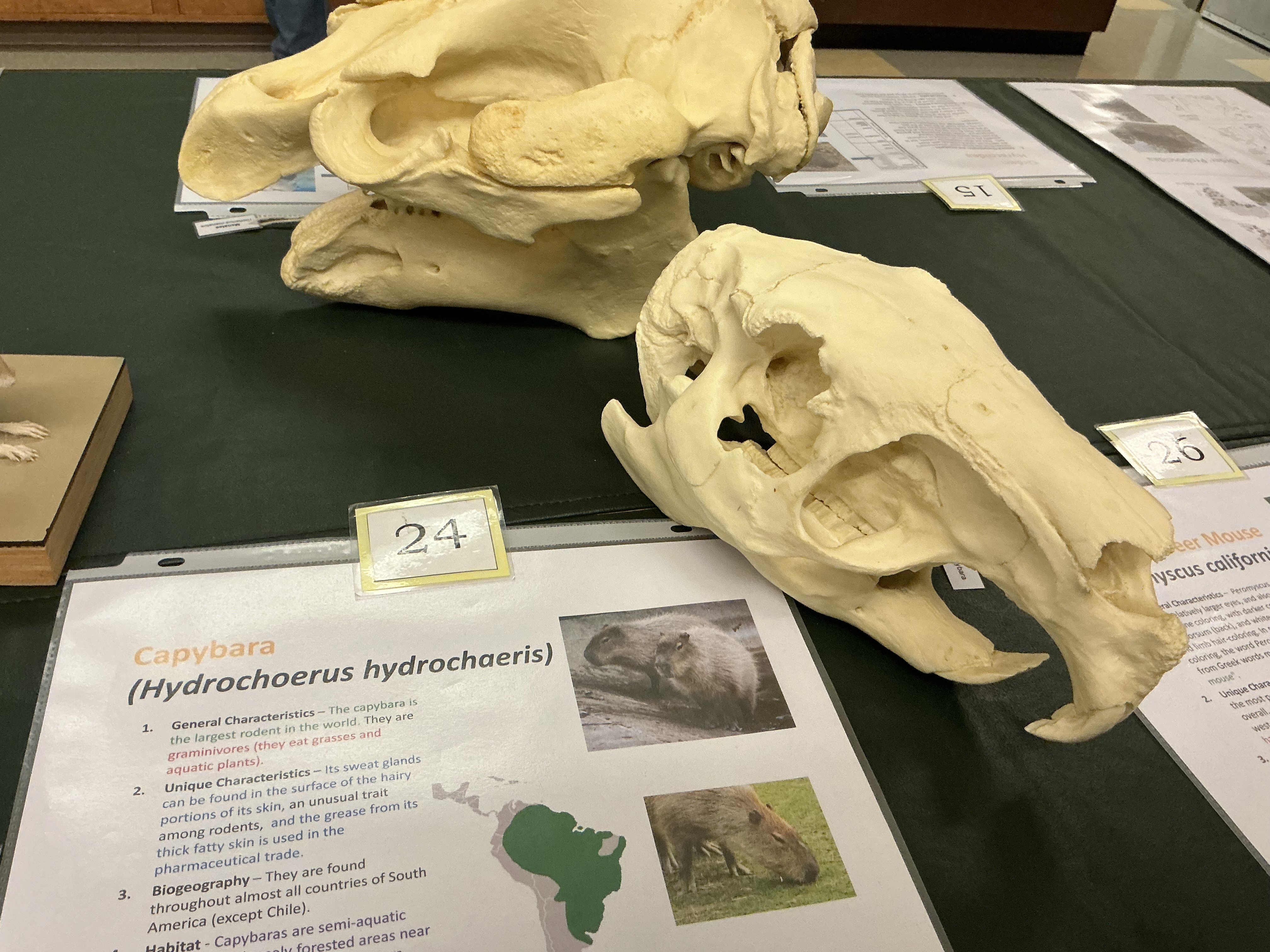 <p>What are capybaras known for? What is the term for how they eat? What does it mean? Where are they found?</p>