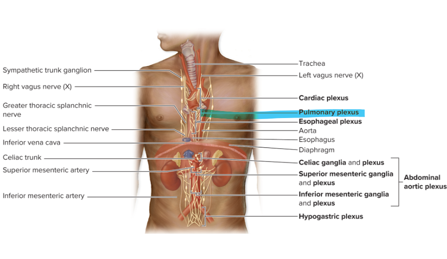 <p>includes:</p><ul><li><p><strong>sympathetic </strong>axons from cervical and thoracic trunk <strong>(bronchodilation)</strong></p></li><li><p><strong>parasympathetic </strong>axons from vagus nerve <strong>(bronchoconstriction)</strong></p></li></ul><p></p>