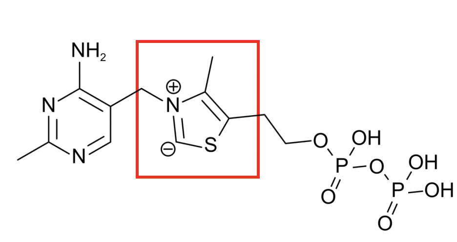 <p>Pyruvate decarboxylase </p>