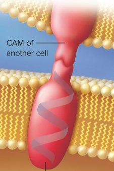 <p>Cell-adhesion molecule</p>