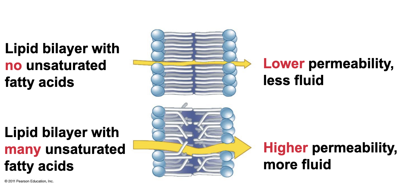 <p>They increase fluidity and permeability of the membrane</p>