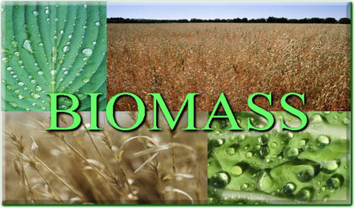 <p>The total mass of all living material in a specific area, habitat, or region</p>