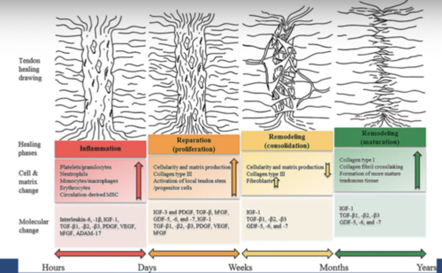 <p>- collagen (fibrous protein) structures</p><p>- slow healing, relies on diffusion from surrounding tissue</p>
