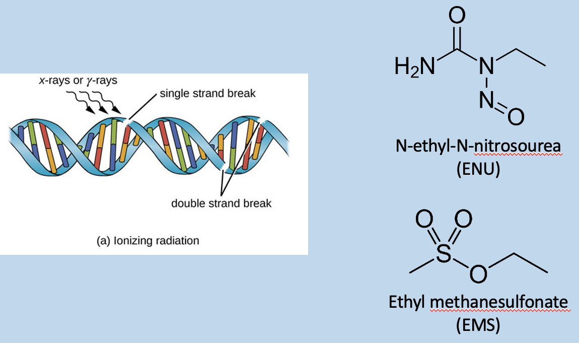 <p>Progression of available tools: Find a mutant or make a mutant</p><ul><li><p>Either look for a visible different gene</p></li><li><p>Or use radiation, chemical, or transposon insertion to damage DNA and result in repair → cause changes in DNA sequence, required for a lot of screening</p></li></ul><p></p>