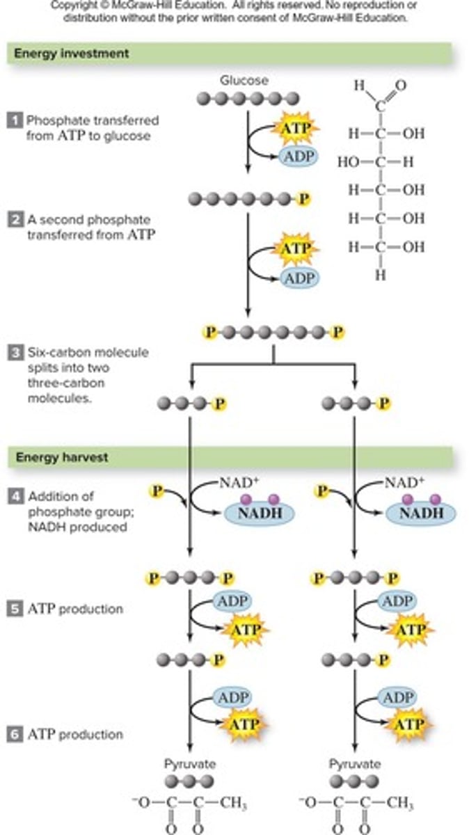 <p>First step of respiration, converts glucose to pyruvate.</p>