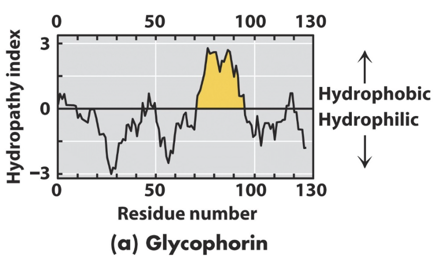 <p>y axis: hydropathy index</p><p>x axis: residue number</p><p></p><p>+ve values will hydrophobic and be the inside of the membrane</p>