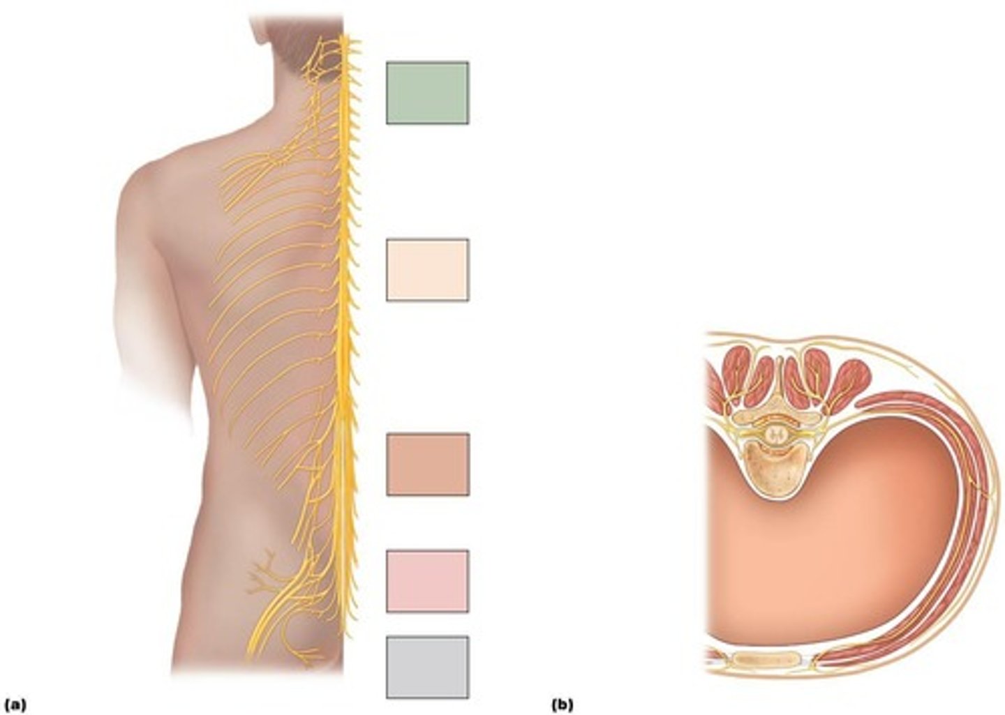 <p>31 pairs of mixed sensory and motor nerves.</p>
