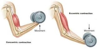 <p>Muscle lengthens while generating force. Acts as a brake against gravity. Example: lowering during a push-up.</p>