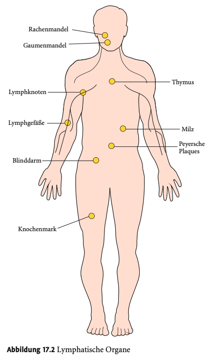 <p><span><strong>Primäre und sekundäre lymphatische Organe</strong></span></p><p>&nbsp;</p><ul><li><p><span><strong>Primär</strong>: Knochenmark, Thymus → Ort der Lymphozytenbildung und -reifung</span></p></li><li><p><span><strong>Sekundär</strong>: Lymphknoten, Milz, Mandeln, Blinddarm, Peyer-Plaques → Ort der Antigenpräsentation und Immunantwort</span></p></li></ul><p></p>