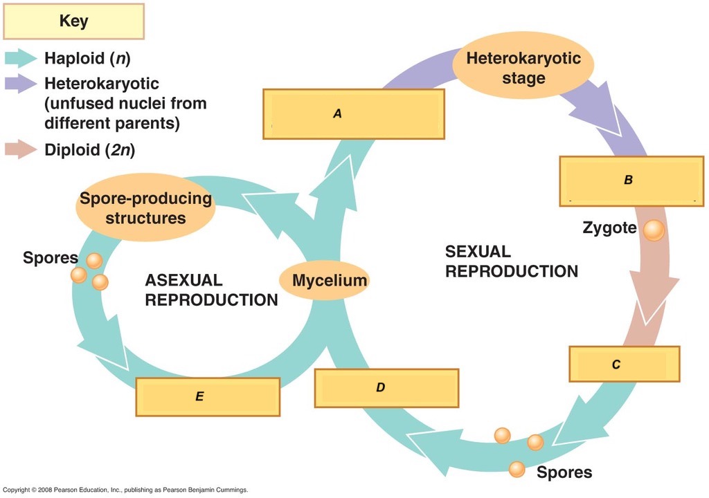 <p><strong><u><span>Step A in the life cycle is called&nbsp;</span></u></strong></p>