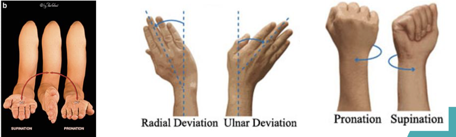 <ul><li><p><strong>supination</strong> - the forearm is rotated laterally (palm up)</p></li><li><p><strong>pronation</strong> - the forearm is rotated medially (palm down)</p></li></ul><p></p><ul><li><p><strong>ulnar deviation</strong> - adduction of wrist (pointing wrist towards ulna)</p></li><li><p><strong>radial deviation</strong> - abduction of wrist (pointing wrist towards radius)</p></li></ul><p></p><ul><li><p><strong>opposition</strong> - thumb moves medially to meet the other fingers</p></li><li><p><strong>reposition</strong> - put the thumb back to neutral position</p></li></ul><p></p>