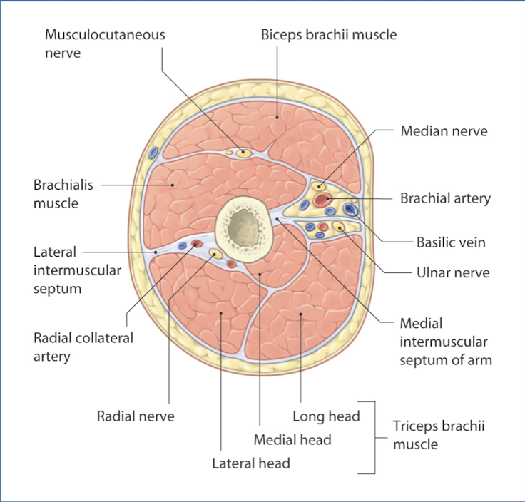 <p>• <strong>Skin</strong> (epidermis/dermis)<br>• <strong>Superficial</strong> <strong>fascia</strong><br>• <strong>Adipose</strong><br>• <strong>Deep</strong> <strong>fascia</strong><br>• <strong>Epimysium</strong> covers <strong>muscle</strong><br>• <strong>Periosteum</strong> covers <strong>bone</strong><br>• <strong>Neurovascular</strong> <strong>bundles</strong><br>• <strong>Compartments</strong> (anterior and posterior)</p>