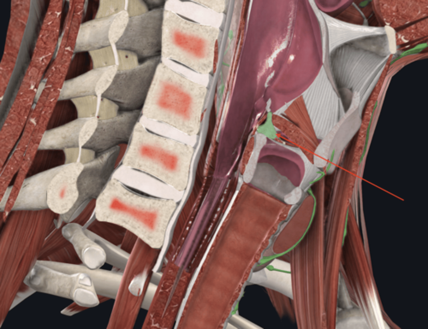 <p>name this cartilage</p>