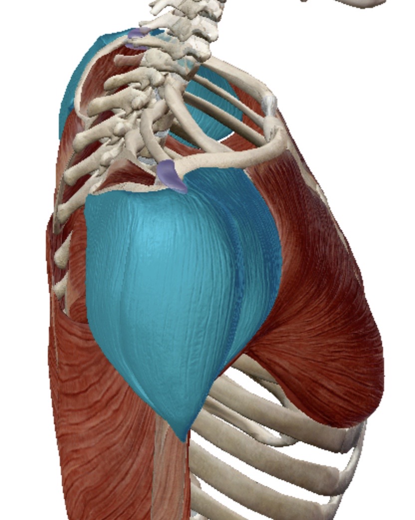 <p>Identify this muscle</p>