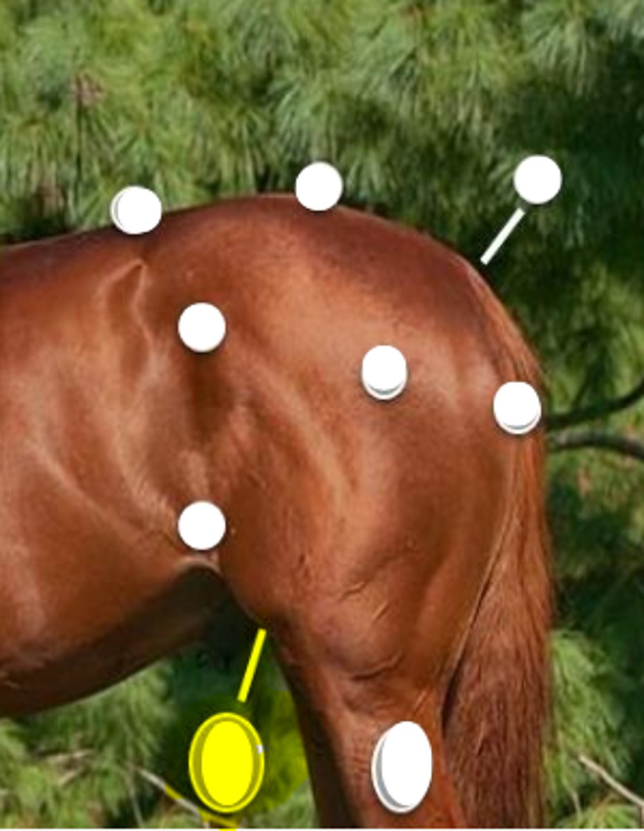 <p>What is body part is indicated on the image</p>