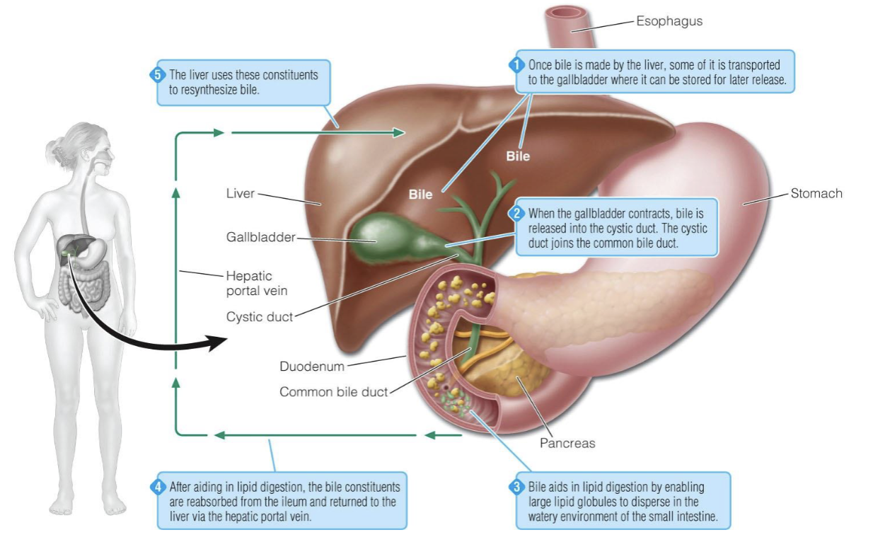 <p>1.) once bile is made by the liver, some of its transported to the gallbladder where it can be stored for later release</p><p>2.) when the gallbladder contacts, bile is released into the cystic duct. the cystic duct joins the common bile duct</p><p>3.) bile acids in lipid digestion by enabling large lipid globules to disperse in the watery environment of the small intestine</p><p>4.) after aiding in lipid digestion, the bile constituents are reabsorbed from the ileum and returned to the liver via the hepatic portal vein</p><p>5.) the liver uses these constituents to resynthesizes bile</p>