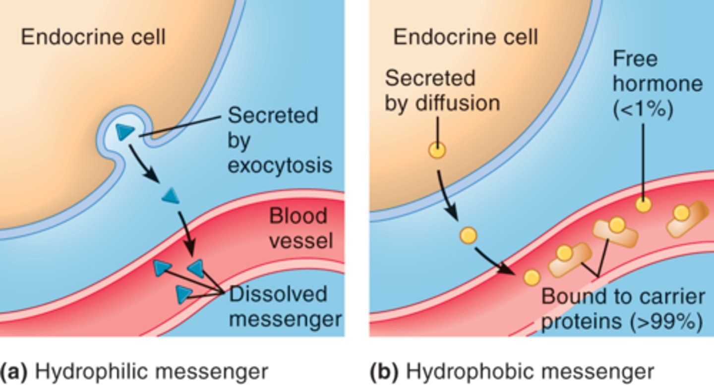 <p>- lipophobic/hydrophilic ligands dissolve in the ISF (interstitial fluid)they do not require carriers.(this ligand loves water which is almost the same of ISF, so this ligand can travel through blood very happy; However since they are just like any other substance in blood, they many of they will be degraded while in the trip, so their half life is less than lipophilics)</p><p>- Lipophilic/ hydrophobic ligands use carrier proteins:</p><p>.carriers protect them from degradation(they prolong their half life)</p><p>.Carriers allow the ligands to travel in the ISF and plasma.(this because, since the ligand is hydrophobic it can not be on the ISF for long time or it will die off)</p><p>.The ligand must separate its self from the carrier in order to be active. (free ligand = active ligand)(this will also affect the concentration of hormones in the blood; since this ligands are bound to the carriers, are inactive, so they do not count in concentration)</p>