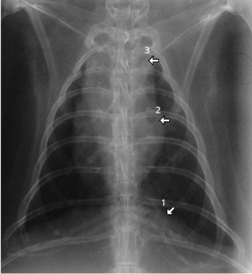 <p>What species radiographs are these and how do they compare to rabbits</p>