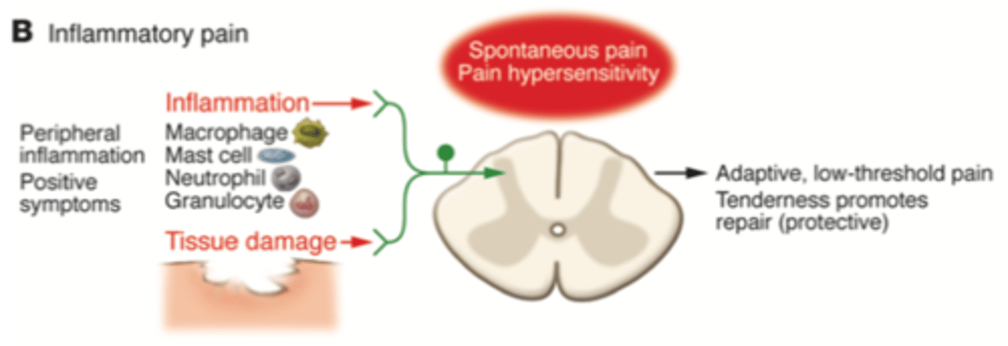<p>Obvious tissue injury/illness linked with tissue damage and immune cell infiltration. Releases mediators that promote repair via pain hypersensitivity (making the area tender) until healing can occur.</p><p>Also has a protective function.</p><p>Is well-localised - close to area of tissue damage.</p><p>Is maladaptive</p>