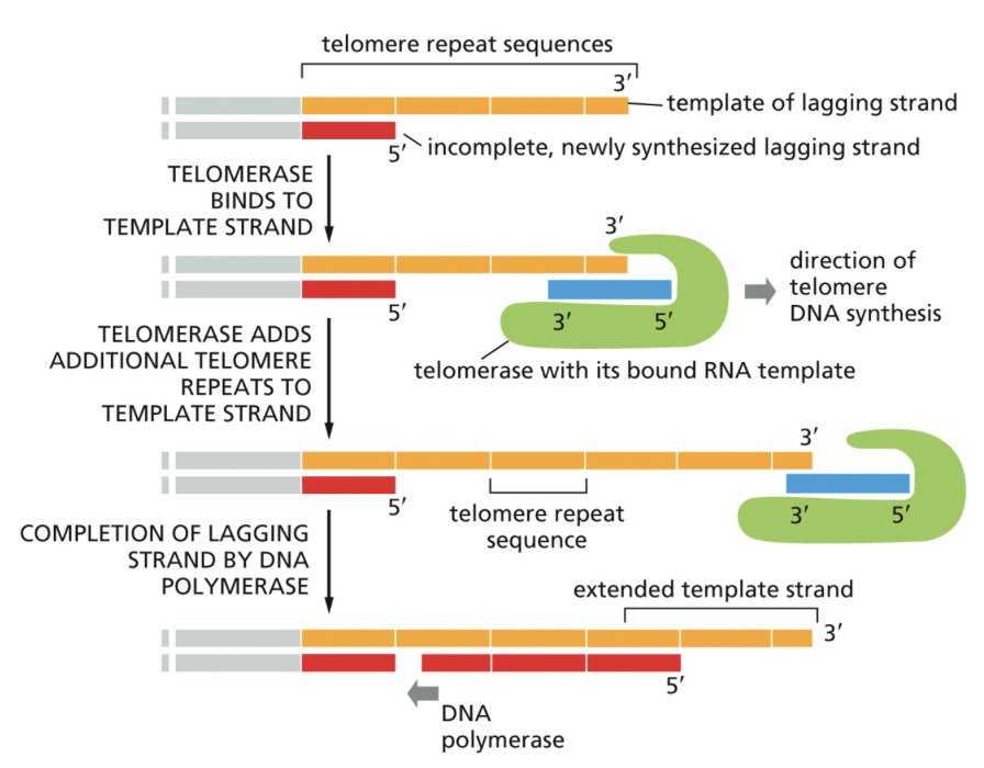 <ul><li><p>Copies the ends of chromosomes</p></li><li><p>Because replication begins from a primer, the ends of chromosomes cannot be replicated in the typical way</p></li><li><p>Telomerase extends template strands of DNA and allows new primers to be added. Has its own RNA template in order to expand template DNA</p></li></ul><p></p>