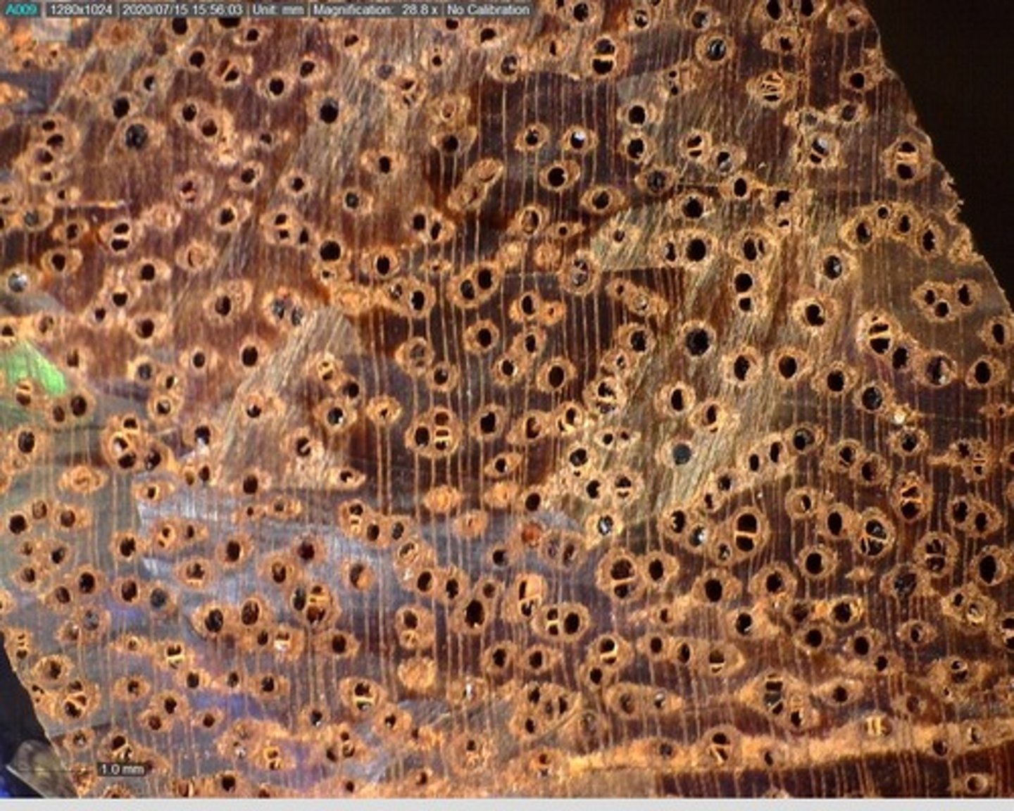 <p>Presence of blackish / reddish deposits and grouping of pores due to very thick aliform confluent parenchyma</p>