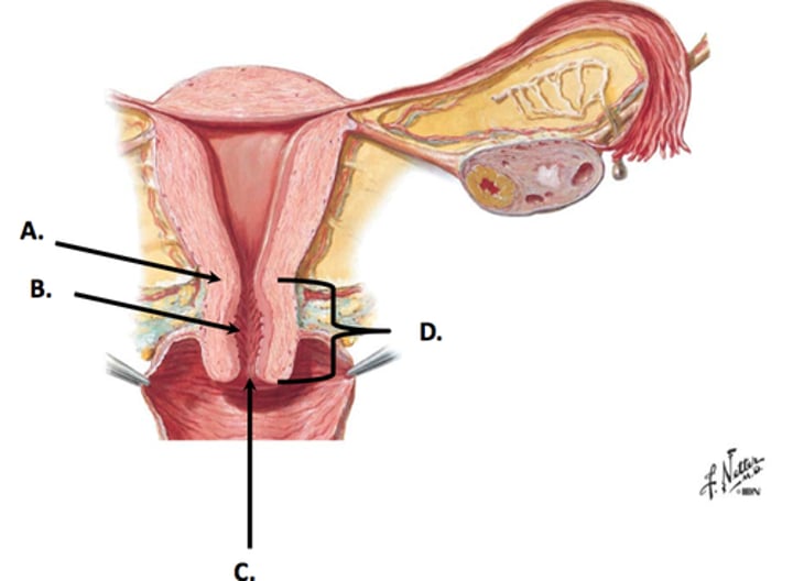 <p>related to cervix</p>