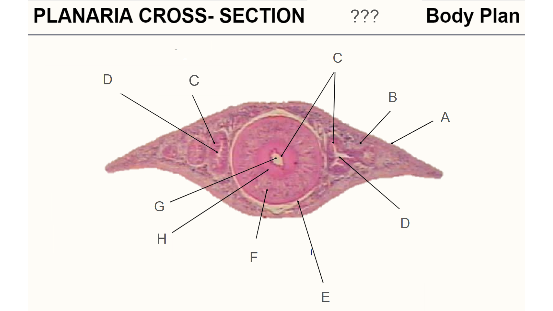 <p>What body plan does a Planaria have?</p>