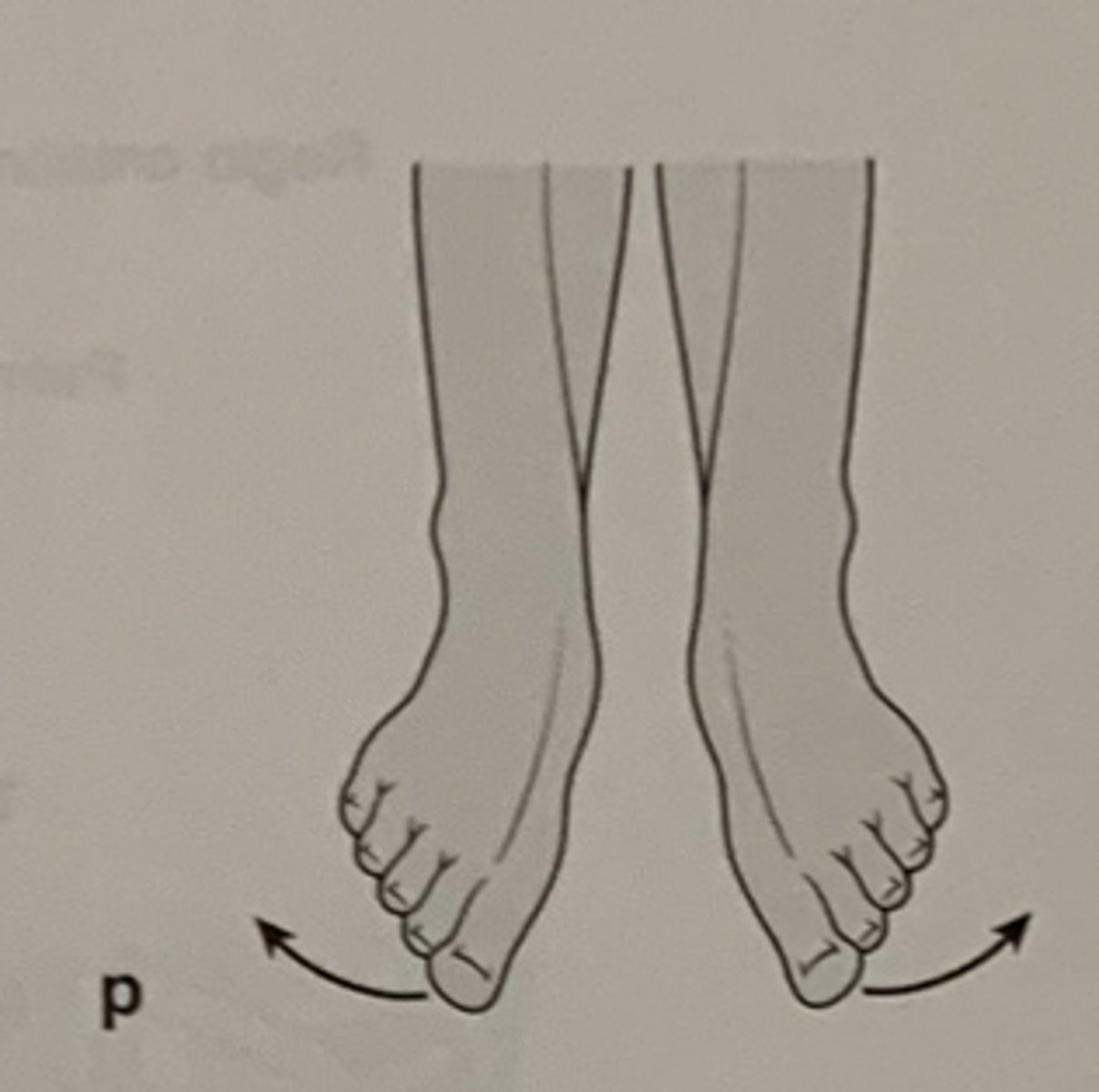 <p>Hvilken anatomisk bevægelse ses her?</p>
