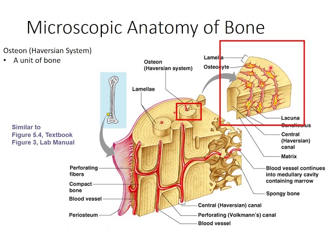 Microscopic Anatomy of Bone 

