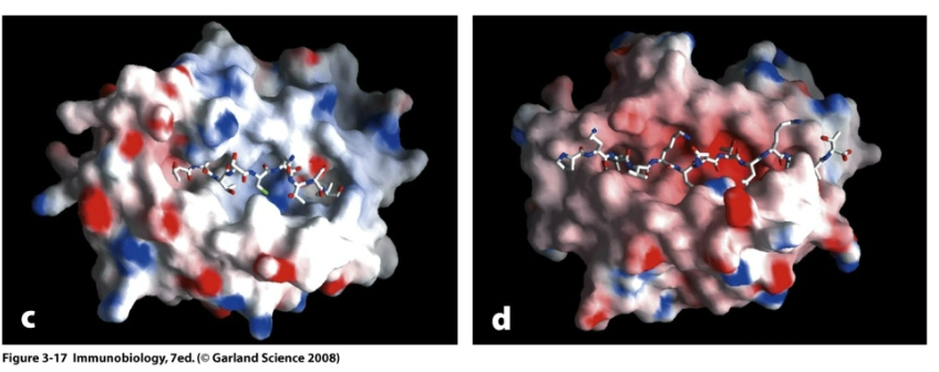 <p>How do peptides bind MHC Class II?</p>