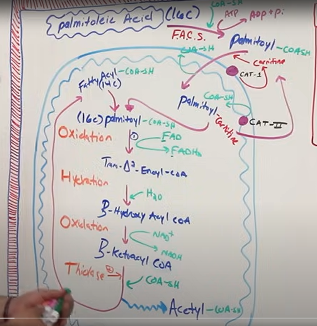 <p>quick recap av begynnelsen:</p><p>Fatty acul CoA syntetase omdanner Palmitoleic acid (navnet på 16c fatty acid) til polmitoyl-CoA-SH</p><ul><li><p>fester da på CoA-SH</p></li><li><p>dette krevde energi (ATP→ADP+Pi)</p></li></ul><p></p><p>carnitine acetyl transferase 1 omdanner polmitoyl-CoA-SH til palmitoyl-carnitine</p><ul><li><p>carnitin blir festet på</p></li><li><p>CoA-SH blir spaltet av</p></li></ul><p></p><p>palmitoyl-carnitine mister sitt carnitin så fort det er i matrix, carnitin går ut via carnitine acetyl transferase 2, som også fester på CoA-SH igjen</p><ul><li><p>står da igjen med palmitoyl-CoA-SH</p></li></ul><p></p><p>Deretter OHOT:</p><p>Oxidation</p><p>Hydration</p><p>Oxidation</p><p>Thiolase</p><p></p><p></p><p></p><p></p><p></p><p></p>
