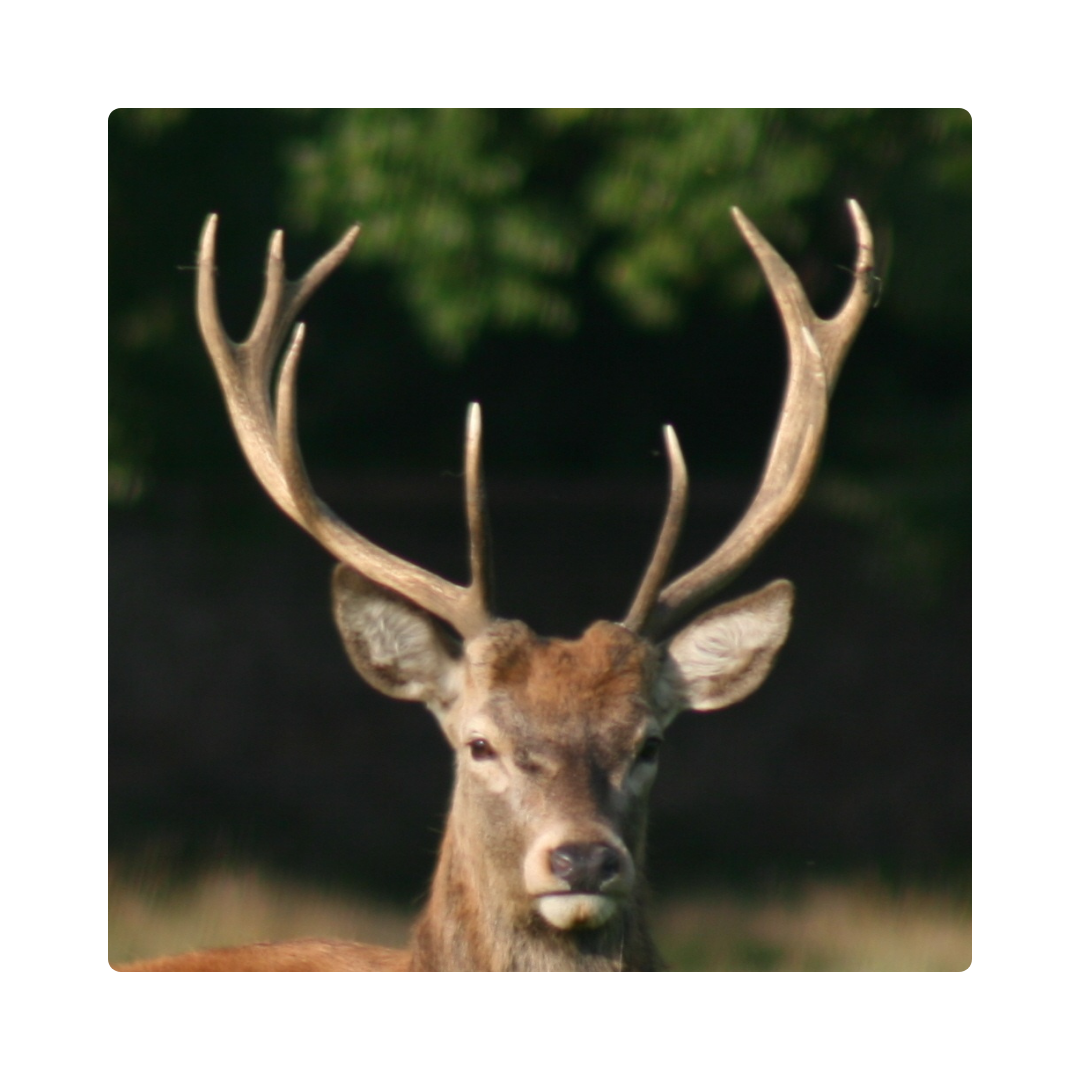 <p><span>Male deer grow </span><strong>antlers</strong><span> every year.</span></p>