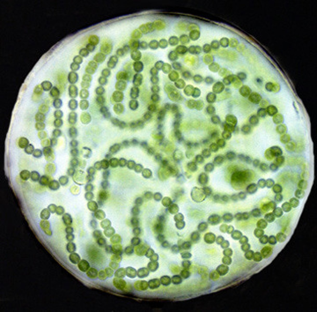 <p>blue-green bacteria<br>photosynthetic(aerobic)<br>Can occur as:<br>Single cells (free floating<br>Long filaments<br>Dense mats (stromatolites)</p>