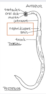 <p>class <strong>sipuncula</strong> nephridiopore near anus</p>