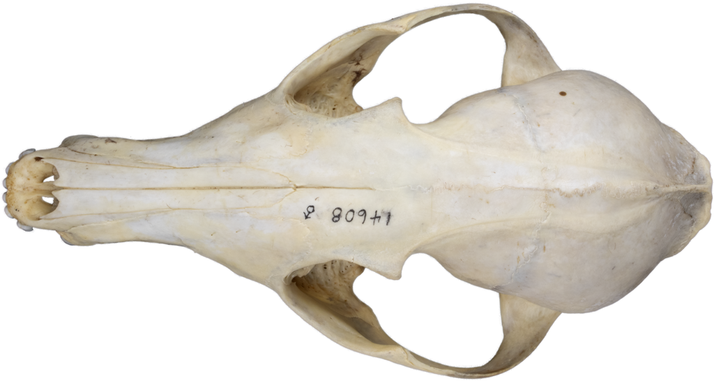 <p>alisphenoid canal, no lobed incisors</p>