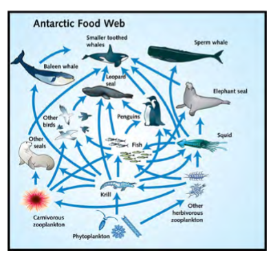 <p>feeding relationships among organisms</p><p>how the organisms in a community obtain energy</p><p>determines the pattern of movement of energy and matter through an ecosystem</p><p>communities are organized based on this by food webs</p><p>can be delineated into trophic levels</p>