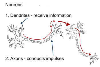 <p>Dendrites receive information from other </p>