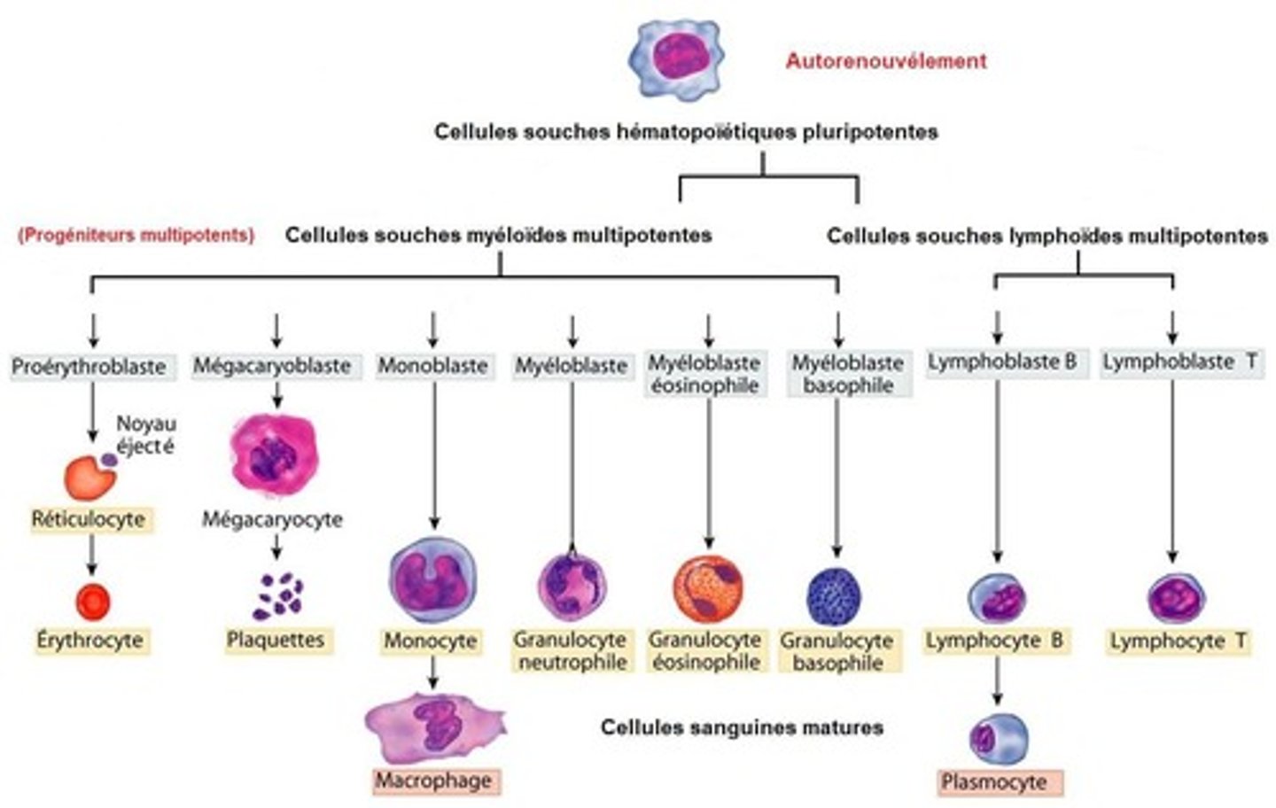 <p>Hematopoietic ( Vérképző, hematopoetikus)</p>