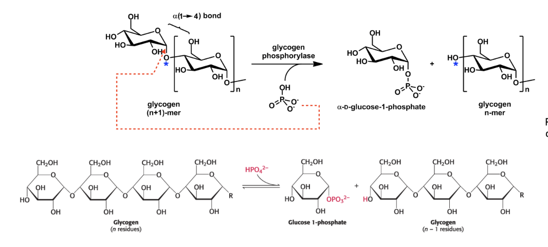 <p>it is the release of glucose units. </p><ul><li><p>catalyzed by glycogen phosphorylase, which inserts phosphate group into an alpha-1,4 glycoside bond at nonreducing end. This releases glc-1-P and shorten the linear chain by 1 glc unit. </p></li></ul><p></p>