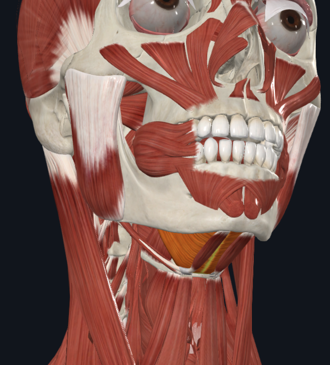 <p>What muscle is highlighted</p>