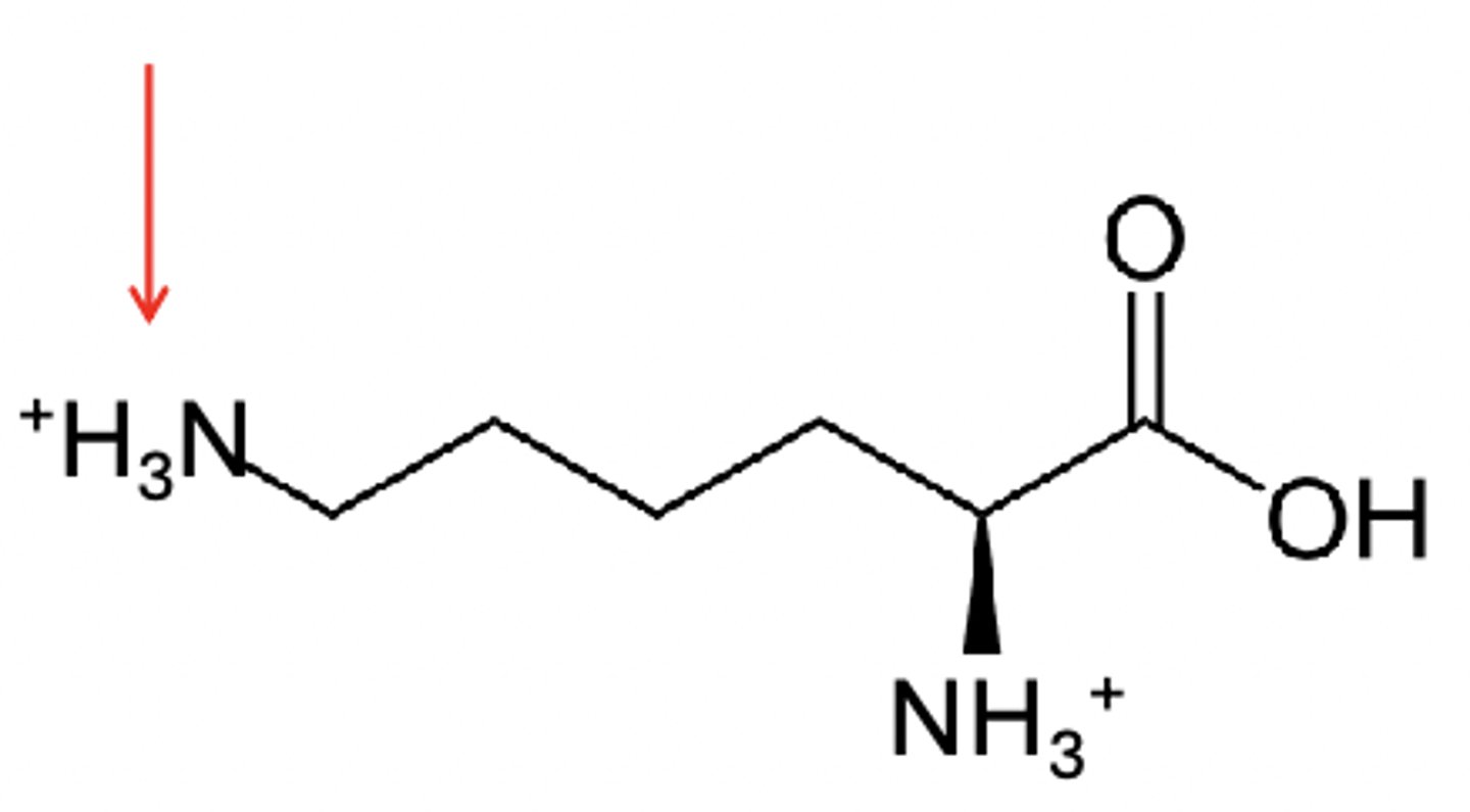 <p>+2 charge on lysine</p>
