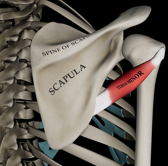 <p>Function: laterally rotates humerus</p><p>Origin: lateral side of scapula</p><p>Insertion: greater tubercle of humerus</p>